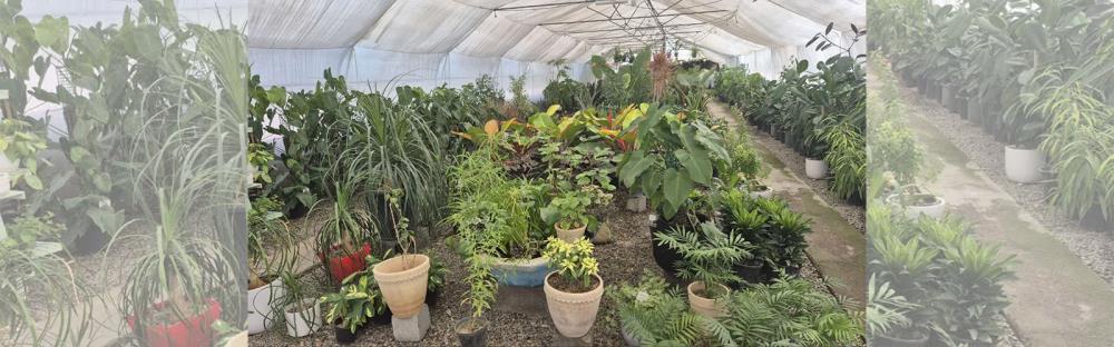 حمل و نقل گل و گیاه با امنیت کامل | آموزش بسته‌بندی و جابجایی گیاهان خانگی – گلکده سلامتی