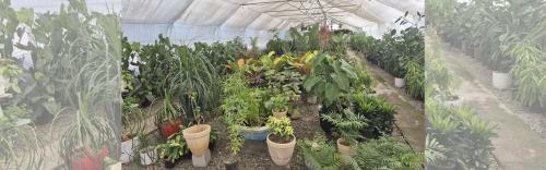 حمل و نقل گل و گیاه با امنیت کامل | آموزش بسته‌بندی و جابجایی گیاهان خانگی – گلکده سلامتی